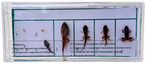 Влажный препарат «Развитие лягушки»