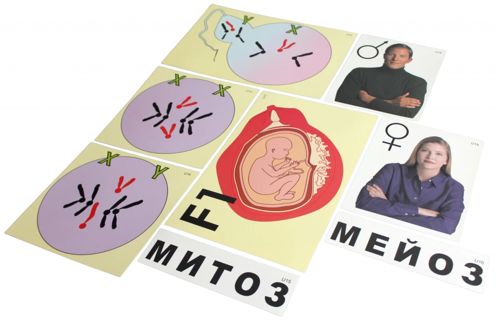 Модель-аппликация <Гаметогенез у человека и млекопитающих>