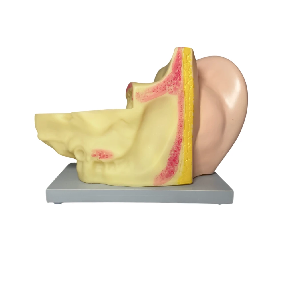 Рельефная модель <Ухо человека>