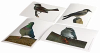 Модель-аппликация <Многообразие хордовых. Птицы>