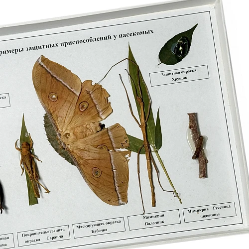 Коллекция <Примеры защитных приспособлений у насекомых>